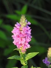 Lythrum salicaria