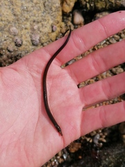 Nerophis lumbriciformis