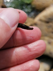 Nerophis lumbriciformis