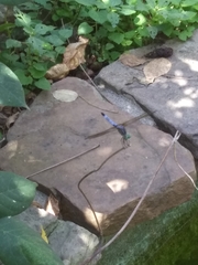 Pachydiplax longipennis