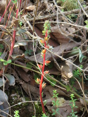 Echeveria pinetorum