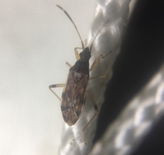 Ozophora occidentalis