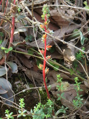 Echeveria pinetorum
