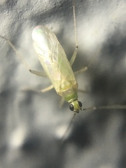 Engytatus modestus