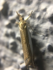 Crambus sperryellus
