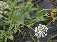 Sium latifolium