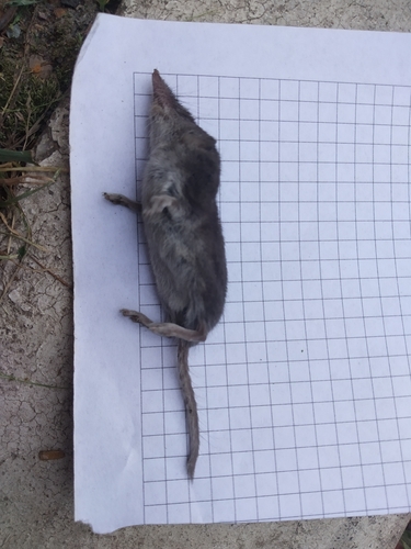 Lesser White-toothed Shrew