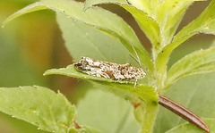 Olethreutes permundana