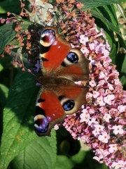 Aglais io