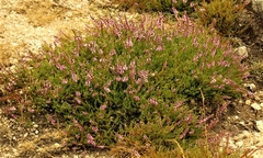 Ericeae