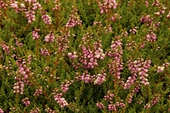 Ericeae
