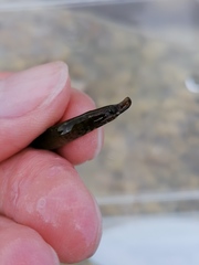 Nerophis lumbriciformis