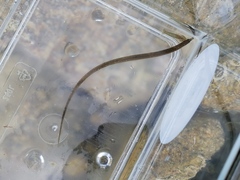 Nerophis lumbriciformis