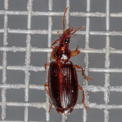 Plochionus timidus