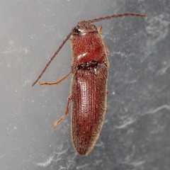 Dipropus simplex