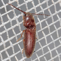 Dipropus simplex