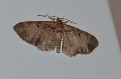 Eupithecia mutata