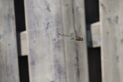 Aeshna interrupta interrupta