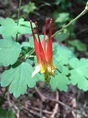Aquilegia elegantula