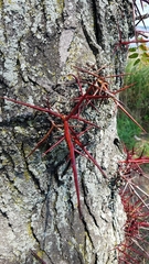 Gleditsia triacanthos