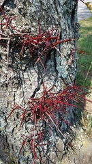 Gleditsia triacanthos
