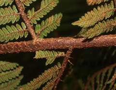 Cyathea colensoi