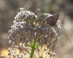 Satyrium tetra