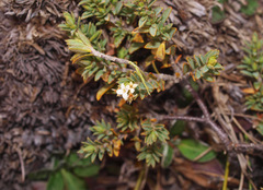 Pimelea oreophila lepta