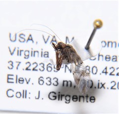 Hyalopsocus striatus