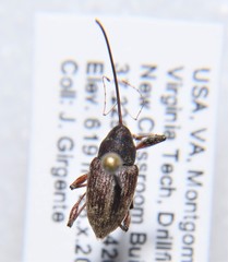 Curculio proboscideus