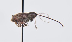 Curculio proboscideus