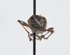 Curculio proboscideus