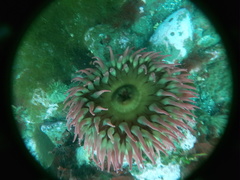 Urticina piscivora