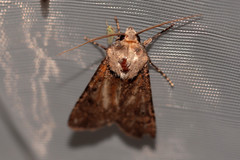 Agrotis segetum