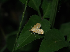 Notarcha aurolinealis