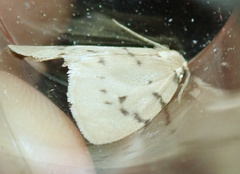 Paidia rica