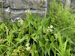Sagittaria brevirostra