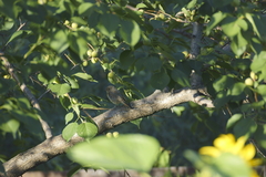 Phoenicurus phoenicurus