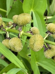 Sagittaria brevirostra