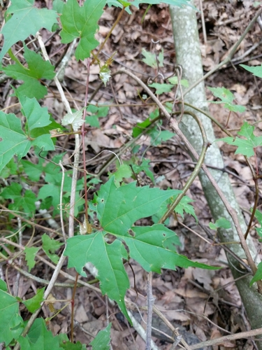 Image of Vitis palmata by (c) Alison Northup, some rights reserved (CC BY)
