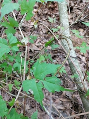 Vitis palmata