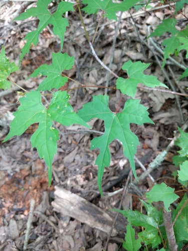 Image of Vitis palmata by (c) Alison Northup, some rights reserved (CC BY)