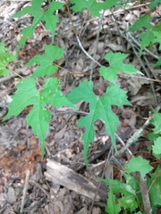 Vitis palmata