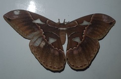 Rothschildia triloba