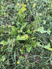 Taraxacum officinale