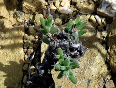 Trichodiadema setuliferum