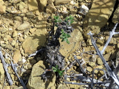 Trichodiadema setuliferum