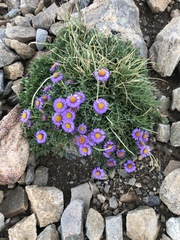 Erigeron pinnatisectus