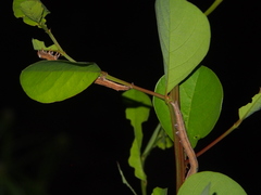 Ophiusini