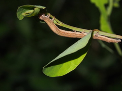 Ophiusini
